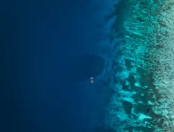 Koloni Karang Terbesar Dunia Ditemukan di Pasifik Selatan