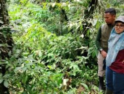 BKSDA Temukan Rafflesia yang Tidak Berhasil Mekar