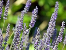 Tanaman Pengusir Nyamuk, Serai hingga Lavender