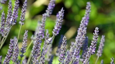 Tanaman Pengusir Nyamuk