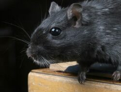 Tikus Tak Suka, Aroma Efektif Mengusir Pengerat