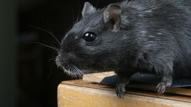 Tikus