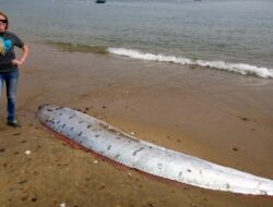 Oarfish Sepanjang 2,7 Meter Terdampar di California, Sering Dikaitkan dengan Gempa