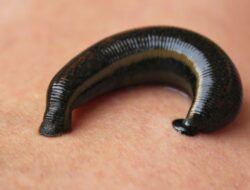 Tips Mengusir Lintah dengan Bahan Alami di Rumah