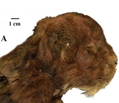 Mumi anak kucing bertaring pedang