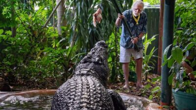 Buaya Australia Cassius, Teman Setia George, Menyusut