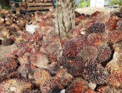 GIMNI, Minyak Sawit Sehat, Bisa Jadi Pendamping Ikan dan Susu