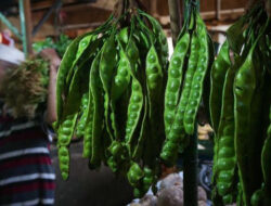 Petai, Lalapan Khas Asia Tenggara yang Bermanfaat untuk Regulasi Gula Darah