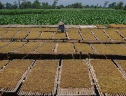 Pemerintah Diminta Tinjau Ulang Aturan Baru Tembakau yang Berisiko Mengganggu Ekonomi