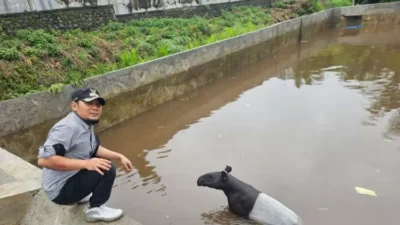 Tapir Dilindungi Ditemukan Terjebak di Pasaman Barat