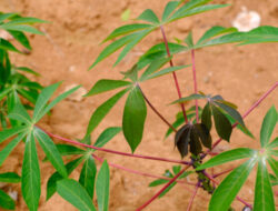 5 Manfaat Daun Singkong untuk Kesehatan Tubuh