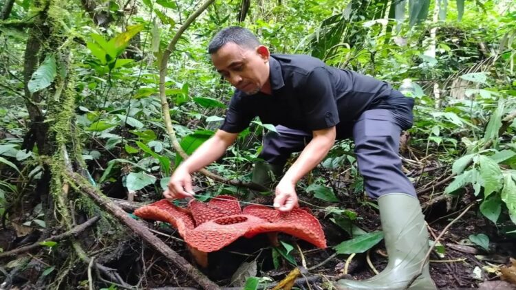 Rafflesia