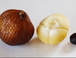 Konsumsi Salak Berlebihan? Waspadai 3 Risiko Ini