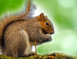 Peneliti Temukan Tupai Tanah Berburu Tikus Kecil di California