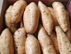 Manfaat Ubi Cilembu, Karbohidrat Tinggi dan Sehat untuk Diet