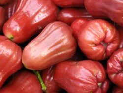 Inilah Alasan Mengapa Jambu Air Bisa Menjadi Pilihan Sehat