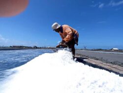 Kuota Impor Garam dan Jagung Ditekan, Fokus Pada Produksi Dalam Negeri