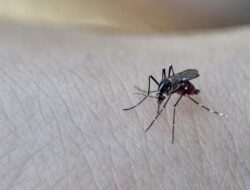 Kasus Demam Berdarah Meningkat di Australia, Mayoritas dari Bali