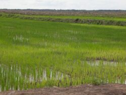 PTPN Luncurkan Program Manis untuk Meningkatkan Produksi Gula Nasional