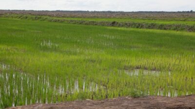 Ini 3 Jurus RI Percepat Swasembada Pangan