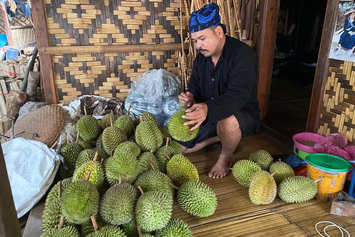 Durian Lokal Baduy