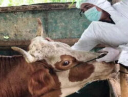 Kementan dan Asosiasi Peternak Terapkan Vaksinasi PMK