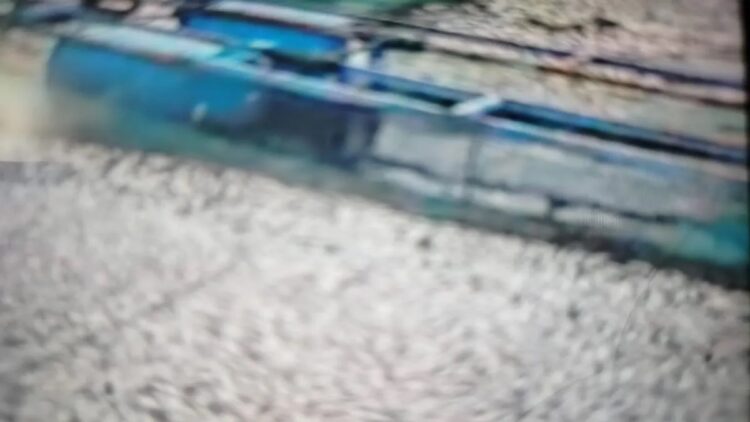 Puluhan Ton Ikan Mati