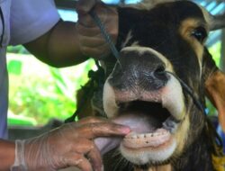 Ternak di Pasaman Terinfeksi PMK, Dinas Pertanian Lakukan Penanganan