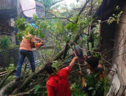 BPBD Padang Evakuasi Pohon Tumbang yang Timpa Rumah Warga