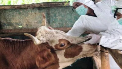 Kementan dan Asosiasi Peternak Terapkan Vaksinasi PMK