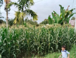 Produksi Jagung di Pariaman Capai 1.021,8 Ton pada 2024