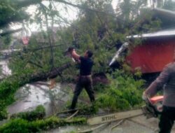 Waspada Cuaca Buruk, Risiko Pohon Tumbang Mengancam