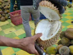 Durian Montong hingga Durian Merah, Ini 7 Jenis Terpopuler di Indonesia