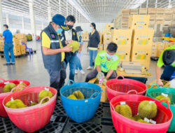 Kerugian Besar untuk Thailand Akibat Penolakan Durian ke China