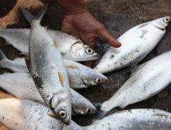 Lestarikan Tradisi Betawi, Jakarta Adakan Festival Bandeng Rawa Belong pada Januari 2025