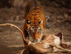 BKSDA Bengkulu Hentikan Operasi Kandang Jebak Setelah Tewasnya Warga