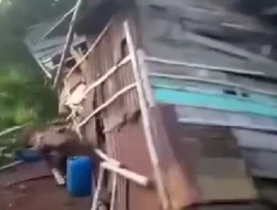 Tanggamus Dilanda Amukan Gajah Liar, Tak Ada Korban