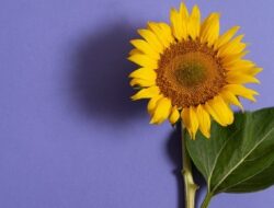 Nilai Ekspor Bunga Matahari Meningkat, Indonesia Siap Jadi Pemain Utama