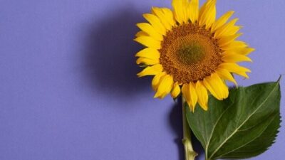 Nilai Ekspor Bunga Matahari Meningkat, Indonesia Siap Jadi Pemain Utama