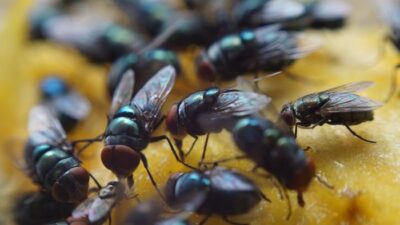 Lalat Sering Masuk Rumah Karena Suhu Hangat