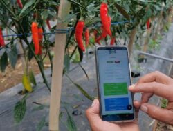 Langkah-Langkah Menanam Cabai yang Subur di Rumah