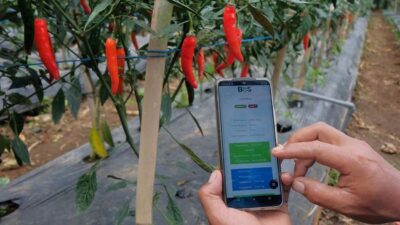 Ilustrasi tanaman cabai merah.