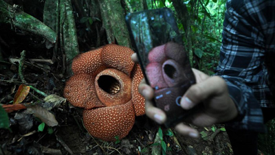 Bumi Rafflesia