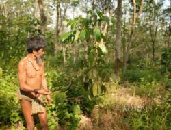 Deforestasi di Taman Nasional Bukit Duabelas Berisiko Hancurkan Budaya Adat