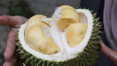Makan durian bisa membuat berat badan naik.