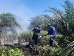 Api Lalap Kebun Sawit di Agam, Petugas Hadapi Medan Sulit