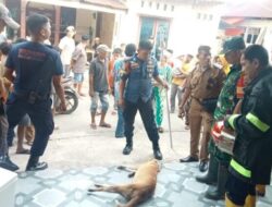 Anjing Liar Masuk Rumah Warga di Padang, Berakhir Tewas Kesetrum