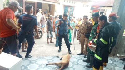 Anjing Liar Masuk Rumah Warga di Padang, Berakhir Tewas Kesetrum