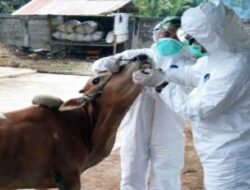 Dinas Pertanian Padang Perketat Pengawasan Ternak Masuk