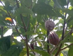 Dinas Pertanian Pasaman Catat Peningkatan Produksi Kakao 2024